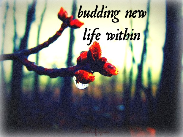 budding new life within - WoJ