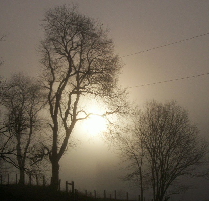 season of advent - November mist - trees