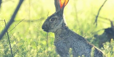 hare - grasslands - obedience - listening to God @joylenton.com