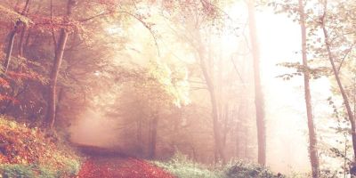 tranquillity - autumn leaves - mist - trees - why it's not out of reach for you and me @joylenton.com