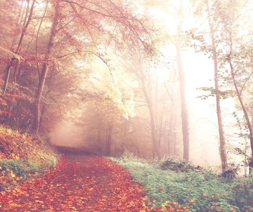 tranquillity - autumn leaves - mist - trees - why it's not out of reach for you and me @joylenton.com