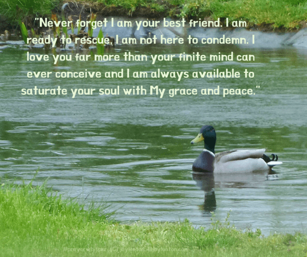 peace - duck - grass - pond - rain - Never forget I am your best friend quote - prayer whisper excerpt (C) joylenton @joylenton.com