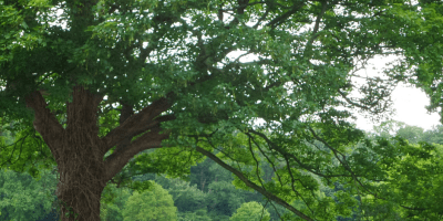 peace - countryside - cattle - sheep - treeswhat our souls need most to rest and relax (C) joylenton @joylenton.com