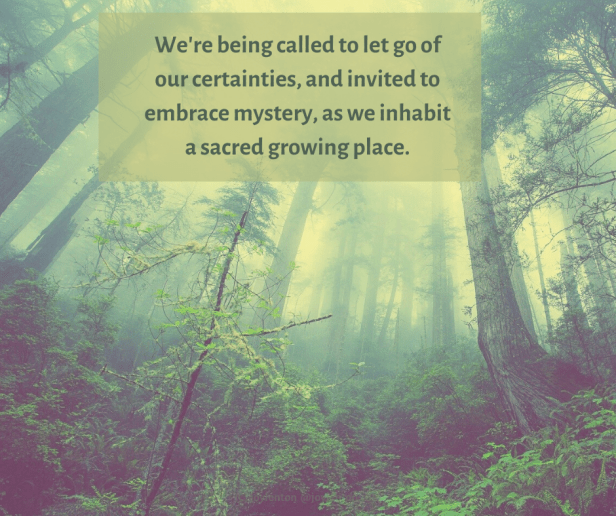 holding - mist - trees - forest - light - We're being called to let go of our certainties quote (C) joylenton @joylenton.com