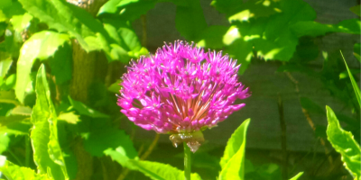 authentic - seeking to be the best version of ourselves - alium flower (C) joylenton @joylenton.com