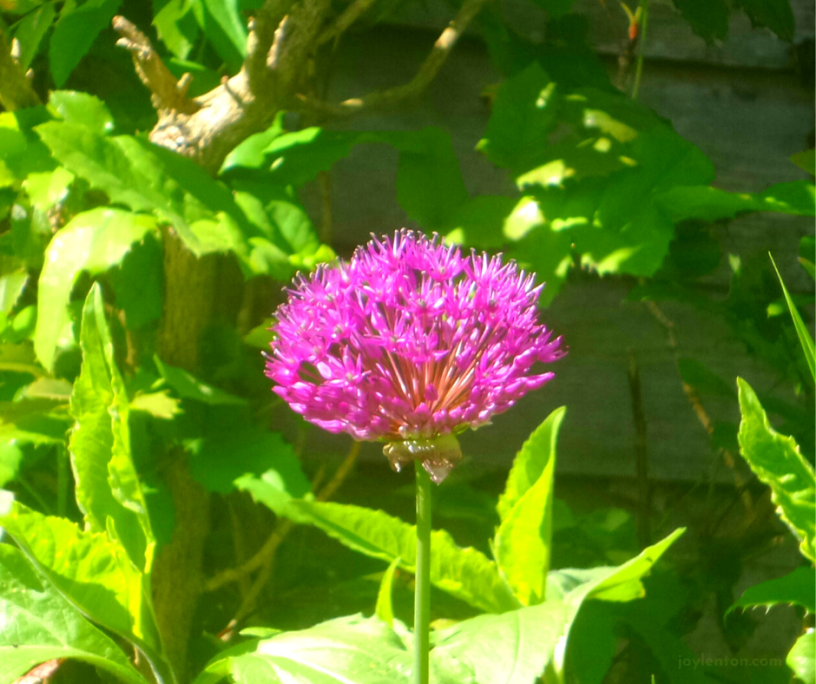 authentic - seeking to be the best version of ourselves - alium flower (C) joylenton @joylenton.com