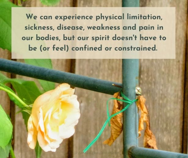authentic -rose - metal trellis - garden - We can experience physical limitation, sickness, disease, weakness and pain quote (C) joylenton @joylenton.com