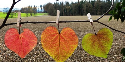 release - autumn leaves - trees - learning how to let go and rest @joylenton.com