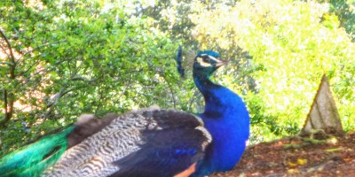 What birds are teaching me - peacock on a shed roof