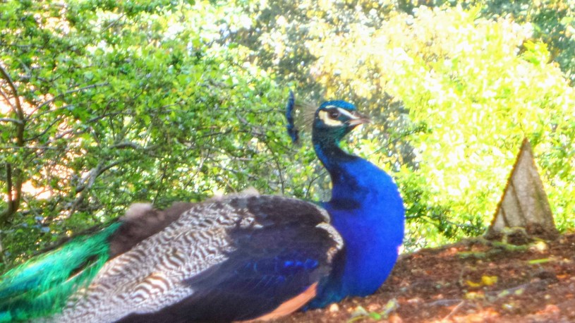 What birds are teaching me - peacock on a shed roof